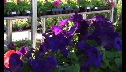 Центр Садовода рассада