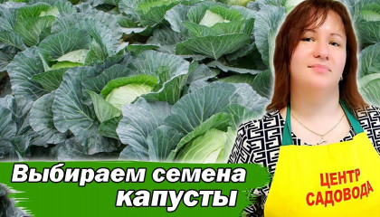 ЛУЧШИЕ СОРТА КАПУСТЫ 2024! ВЫ УДИВИТЕСЬ ЭТИМ ГИГАНТАМ! 