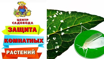 ЗАЩИТИТЕ СВОИ КОМНАТНЫЕ РАСТЕНИЯ с помощью ЭТИХ ПРЕПАРАТОВ! ОБЗОР