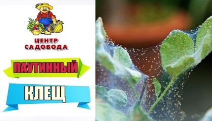 ПАУТИННЫЙ КЛЕЩ. СУПЕР СРЕДСТВА ДЛЯ БОРЬБЫ С КЛЕЩОМ