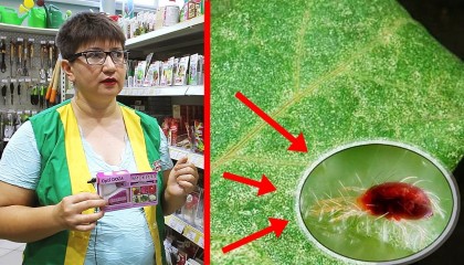 ПАУТИННЫЙ КЛЕЩ: как бороться? ЛУЧШИЕ ПРЕПАРАТЫ