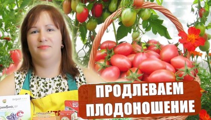 ПРОДЛЕВАЕМ ПЛОДОНОШЕНИЕ ТОМАТОВ ДО САМЫХ ЗАМОРОЗКОВ