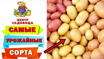ТОП лучших СОРТОВ КАРТОФЕЛЯ! ОНИ БУДУТ САМЫМИ УРОЖАЙНЫМИ в 2022 году! ОБЗОР
