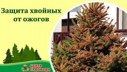 ЗАЩИТИТЕ ХВОЙНЫЕ С ПОМОЩЬЮ ЭТИХ ПРЕПАРАТОВ!