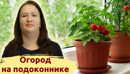 НЕВЕРОЯТНЫЙ ОГОРОД НА ПОДОКОННИКЕ! РАСТИМ ТОМАТЫ, ПЕРЦЫ И БАКЛАЖАНЫ!