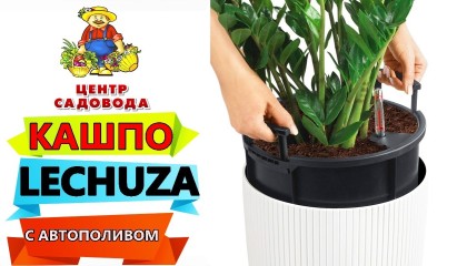 Супер КАШПО с АВТОПОЛИВОМ! Lechuza! Как пользоваться?