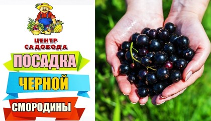 Черная смородина. Уход.