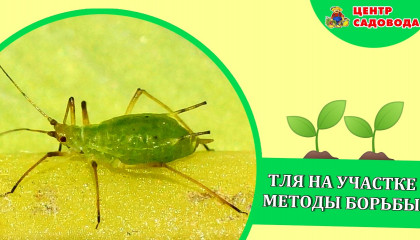 Тля на участке. Методы борьбы