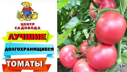 ЭТИ ТОМАТЫ БУДУТ ДОЛГО ХРАНИТЬСЯ! Самые популярные сорта!