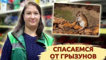 СПАСАЕМСЯ ОТ ГРЫЗУНОВ ЗИМОЙ! 