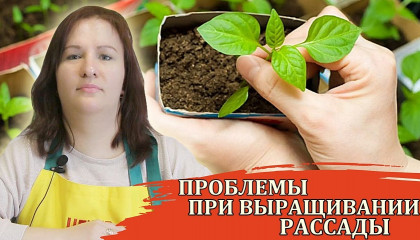 ГЛАВНЫЕ ПРОБЛЕМЫ ПРИ ВЫРАЩИВАНИИ РАССАДЫ