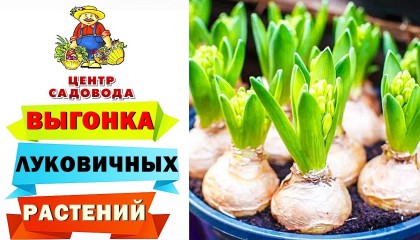 ВЫГОНКА ЛУКОВИЧНЫХ РАСТЕНИЙ В ДОМАШНИХ УСЛОВИЯХ