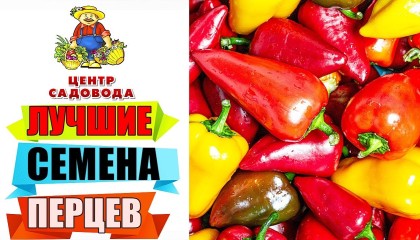 ЭТИ ПЕРЦЫ ЛУЧШИЕ В 2022 ГОДУ. ИМЕННО ИХ ПОРА СЕЯТЬ НА РАССАДУ