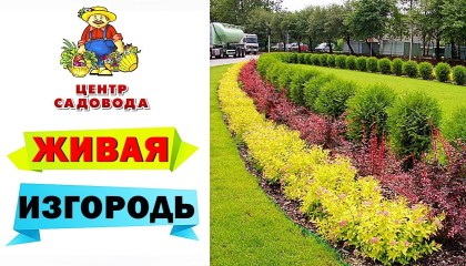 ЖИВАЯ ИЗГОРОДЬ: СОВЕТЫ ЭКСПЕРТА. Растения для живой изгороди