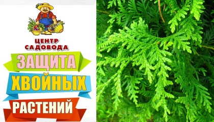 Защита ХВОЙНЫХ РАСТЕНИЙ с помощью ЭТИХ препаратов! ТОП-7 важных препаратов для борьбы с болезнями