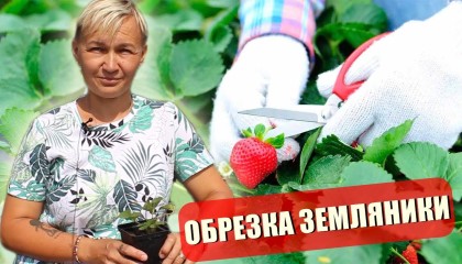 ЗЕМЛЯНИКА САДОВАЯ (КЛУБНИКА): ПРАВИЛЬНАЯ ОБРЕЗКА В АВГУСТЕ И ОСЕНЬЮ