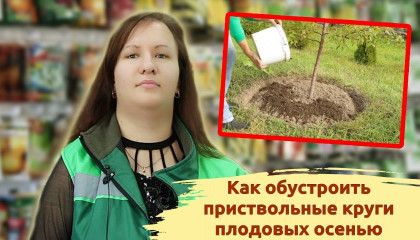 ПРИСТВОЛЬНЫЕ КРУГИ: КАК ПРАВИЛЬНО ОБУСТРОИТЬ ОСЕНЬЮ