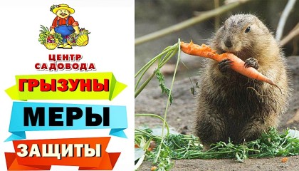 ГРЫЗУНЫ СБЕГУТ С ВАШЕГО САДОВОГО УЧАСТКА! Мыши, кроты, змеи. Как избавиться от ВРЕДИТЕЛЕЙ