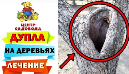ДУПЛА НА ДЕРЕВЬЯХ: чем опасно и как помочь дереву. ЧТО ДЕЛАТЬ?